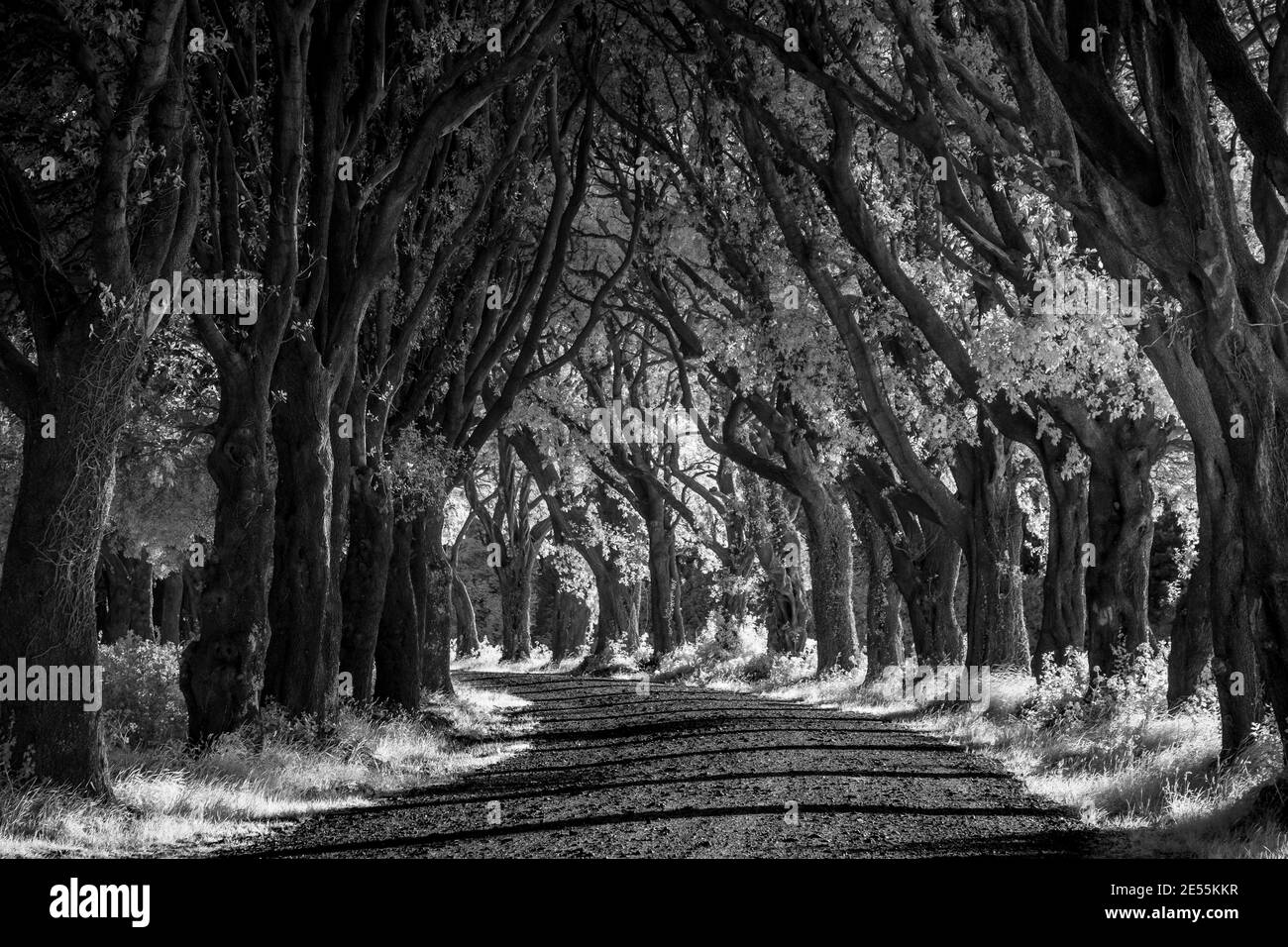 A tree lined drive. Stock Photo