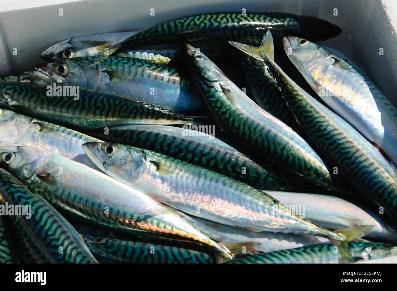Fresh catch of mackerel fish in styrofoam container. Close up Stock