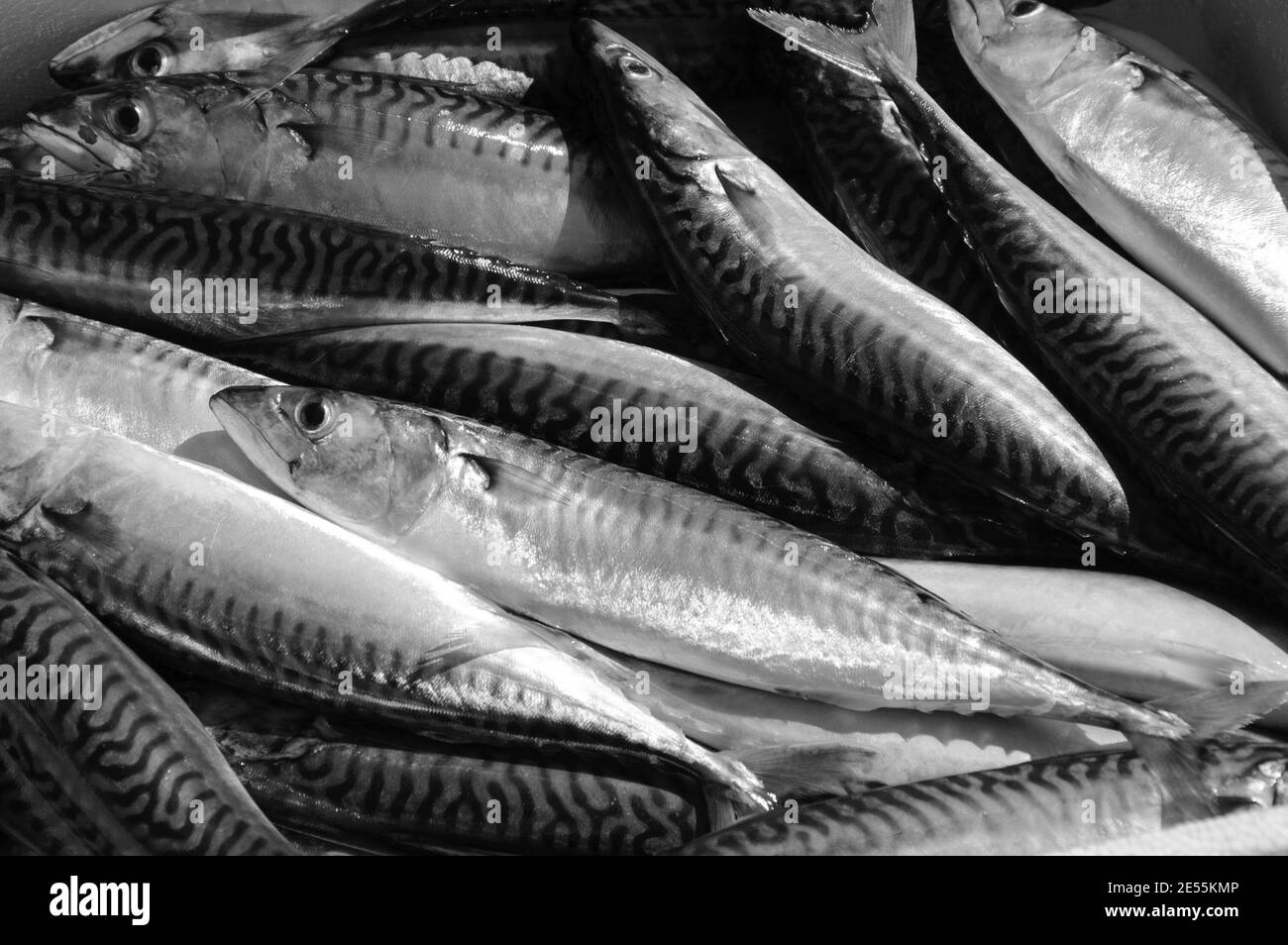 Fresh catch of mackerel fish in styrofoam container. Close up. A game of light and shadow. Black