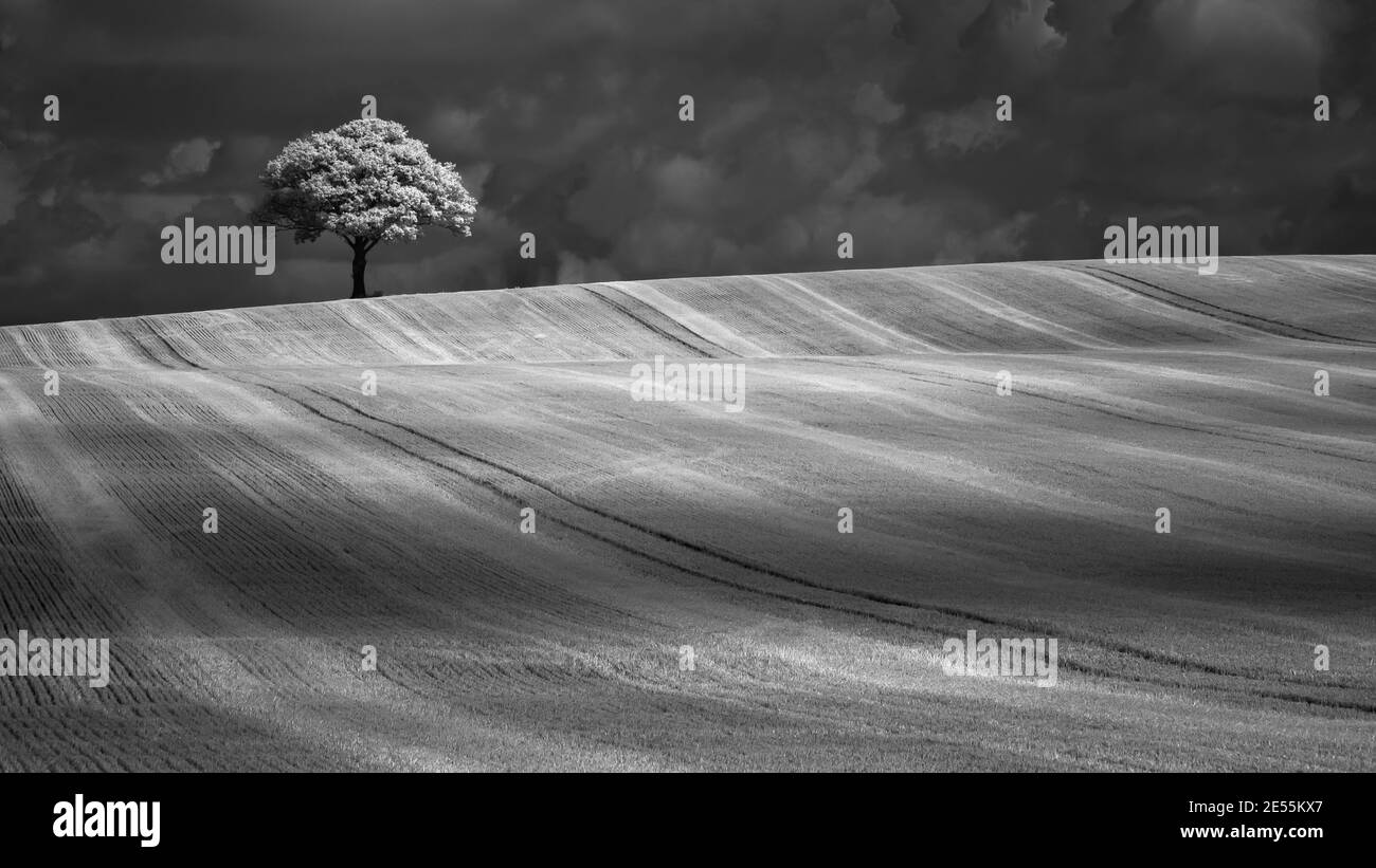 A lone tree on the skyline of a cultivated field. Stock Photo