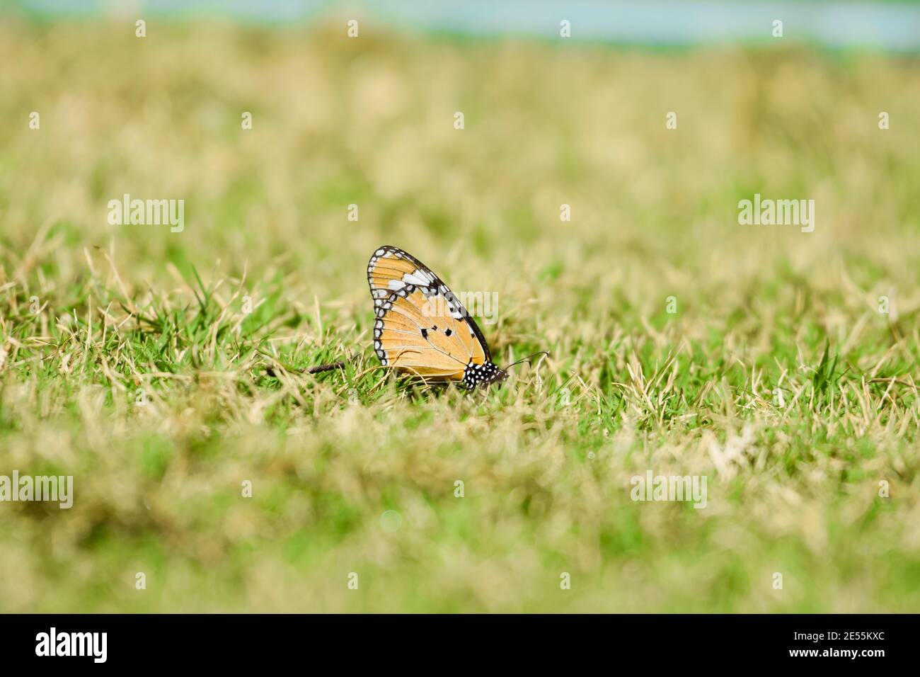 Plain tiger butterfly also known as African monarch is medium sized butterfly widespread in Asia, Africa and Australia. Scientific name is Danaus chry Stock Photo