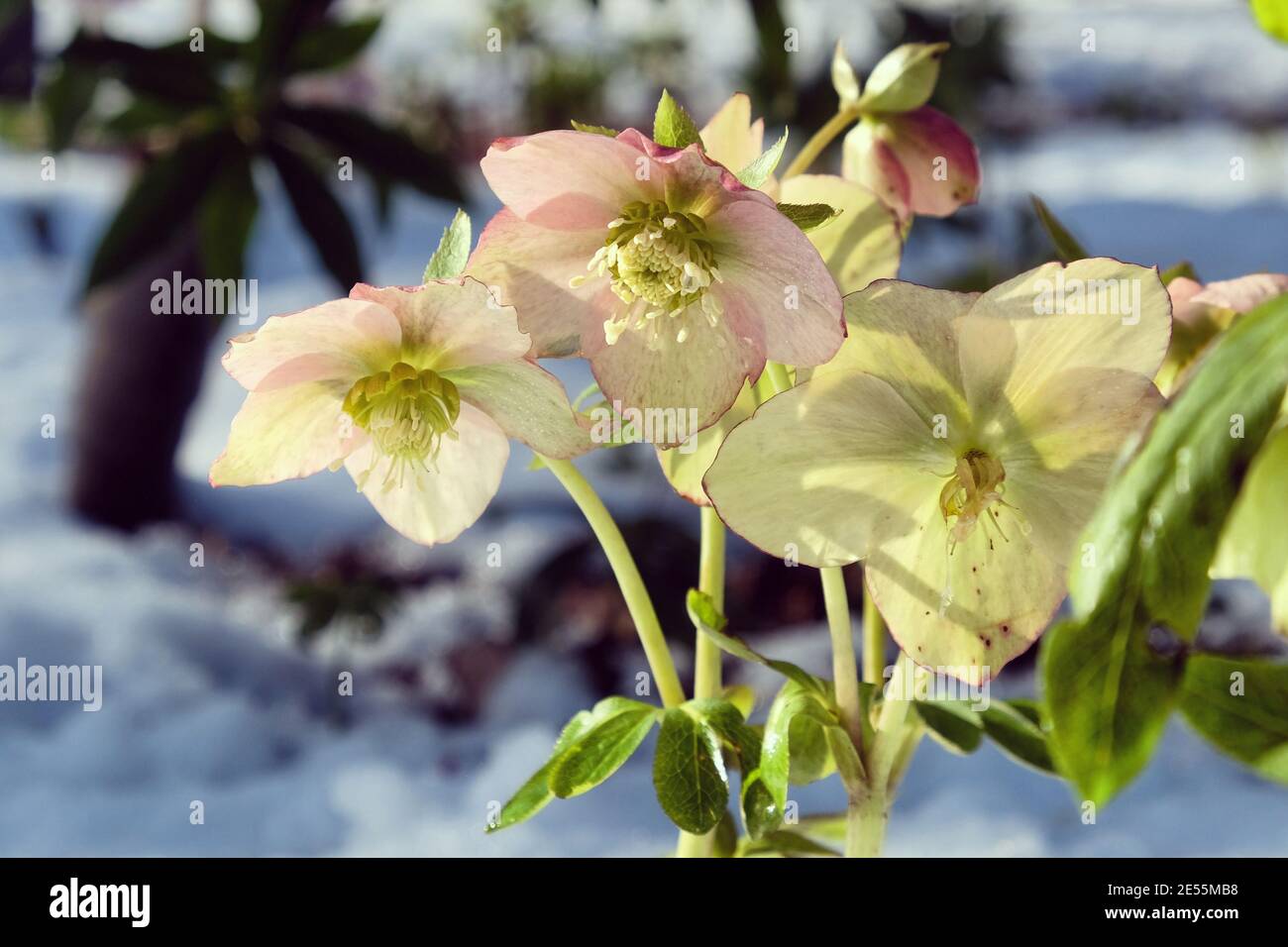 Pink and cream hellebores 'Lenten Rose' blooming through a snow covered ground Stock Photo