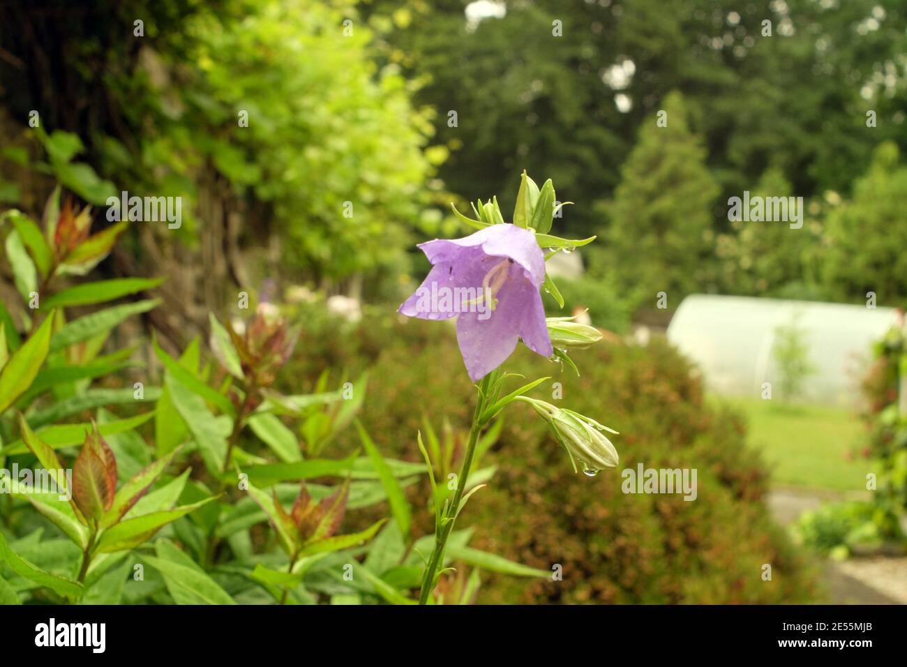 Bellflower Garden High Resolution Stock Photography and Images Alamy