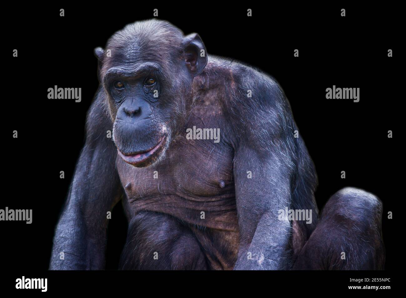 Portrait of a chimpanzee. Stock Photo