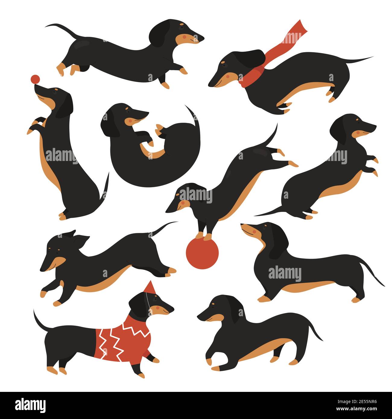 Dachshund dog vector illustration set. Cartoon cute pet animal in various poses collection, funny dachshund wearing sweater or scarf, happy puppy doggy playing with ball, jumping isolated on white Stock Vector