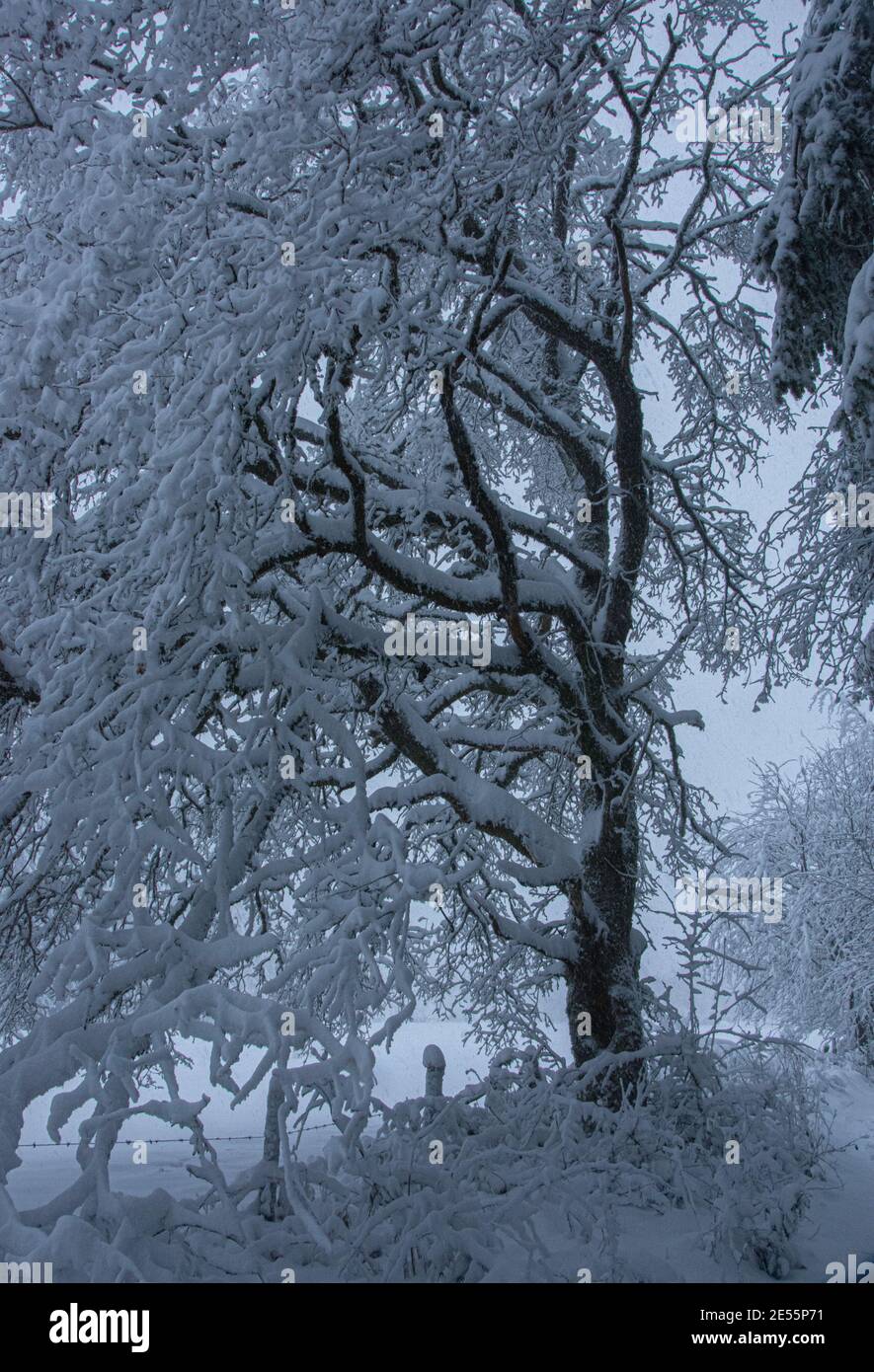 Un arbre cargé de neige dans les Hautes-Fagnes en Wallonie Stock Photo