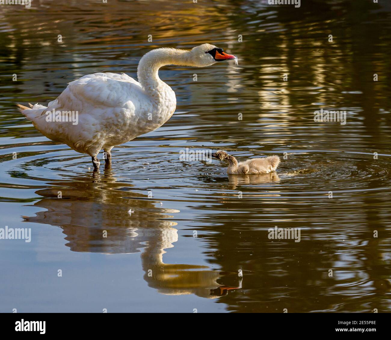 Swan and cygnet. Stock Photo