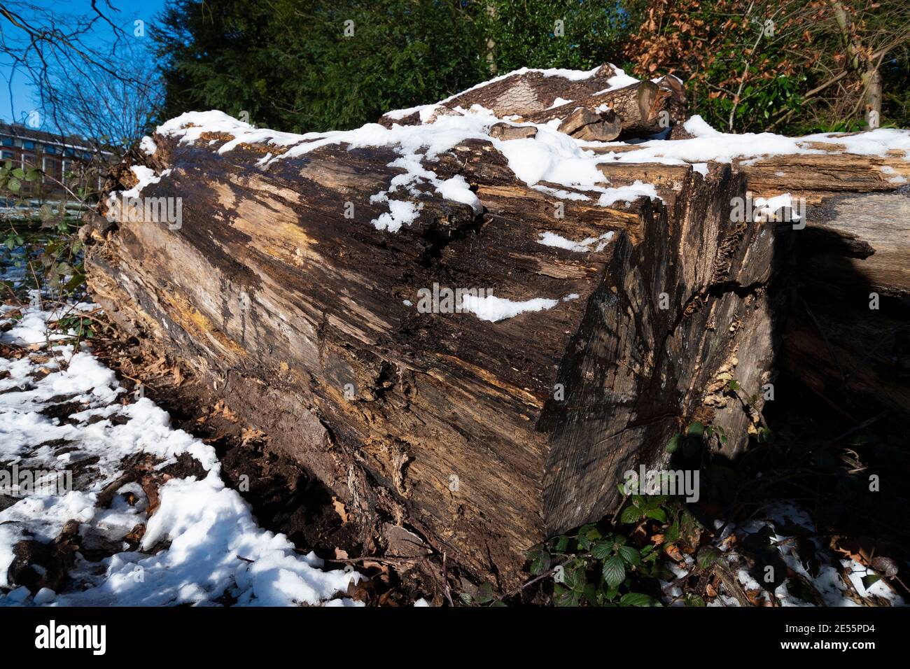 Old weathered large snow covered tree trunk  lying on the ground in Reading, Berkshire, England, UK Stock Photo