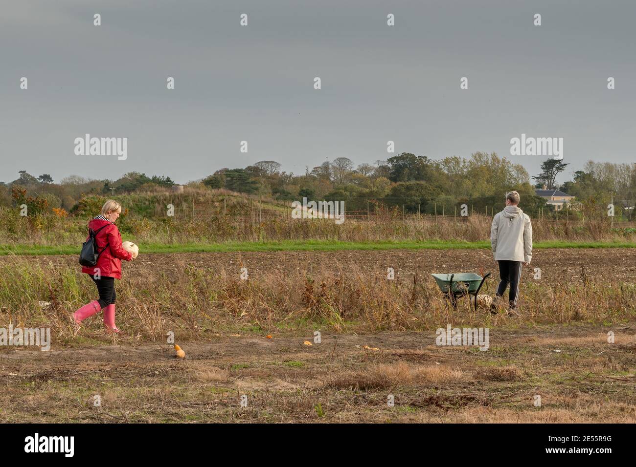 Woman (40-50) in red coat and pink wellington boots carries white pumpkin to green wheelbarrow in empty field Stock Photo