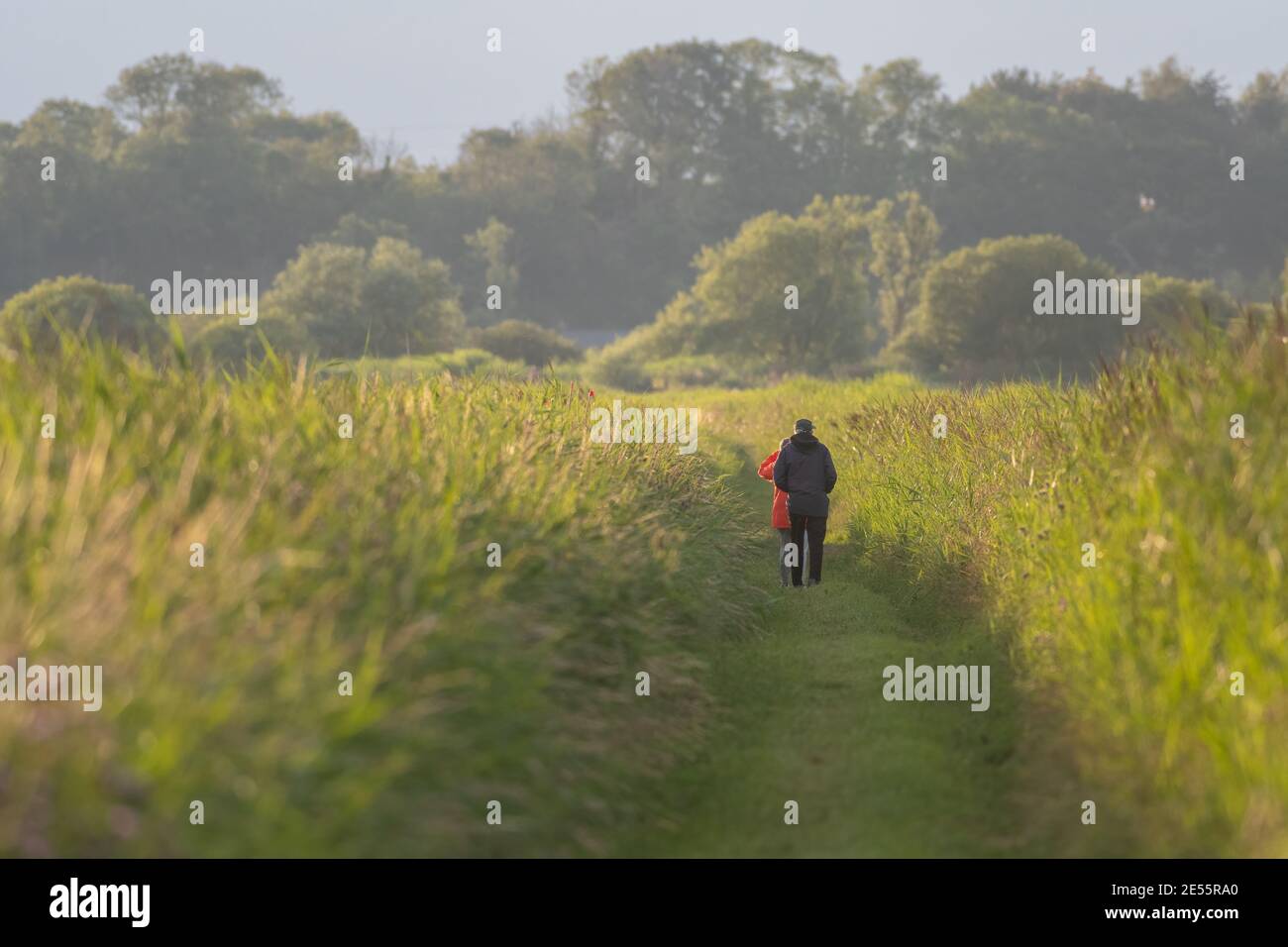 Man and woman walk away from the camera along grass path surrounded on both sides by tall grass, with trees on the horizon Stock Photo