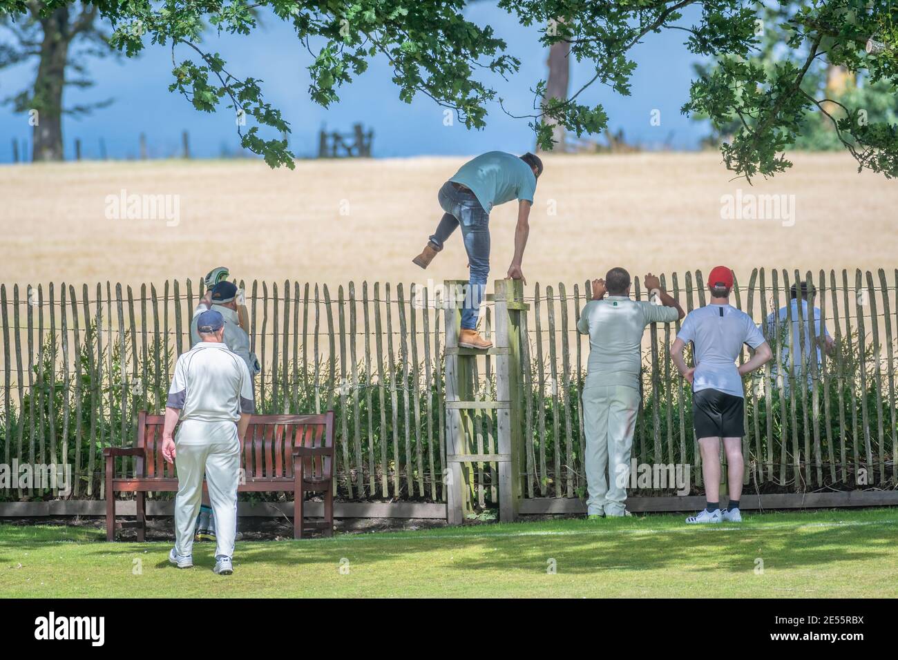 Man climbs over a fence to enter field of straw to retrieve ball at amateur cricket match in Perth, Scotland. Stock Photo
