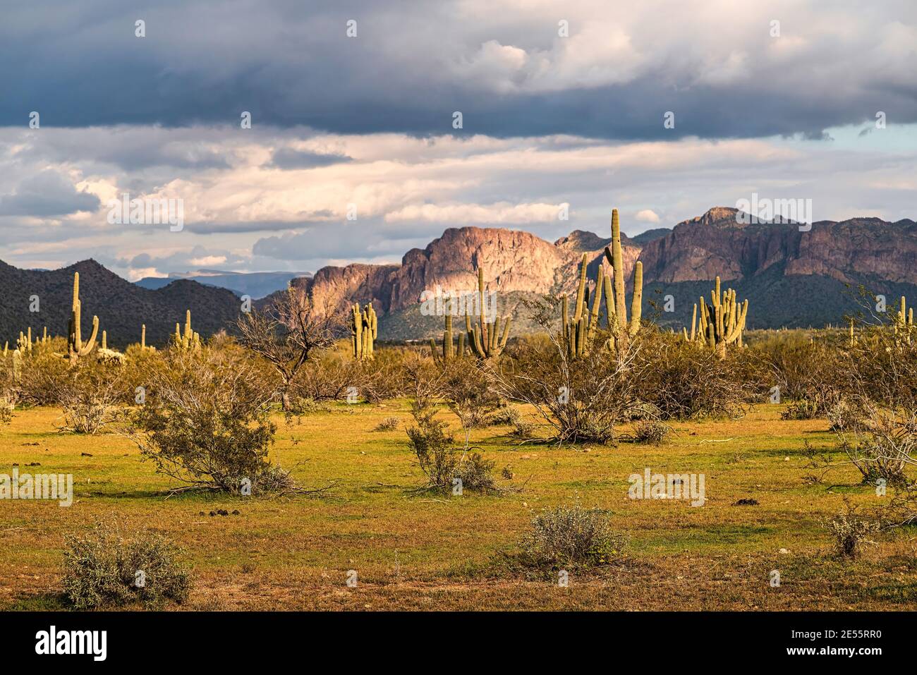 A view of the Sonoran Desert near Phoenix, Arizona Stock Photo - Alamy