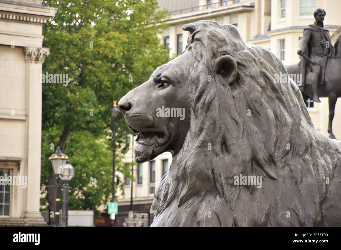 Trafalgar Square lion statue detail, London Stock Photo - Alamy