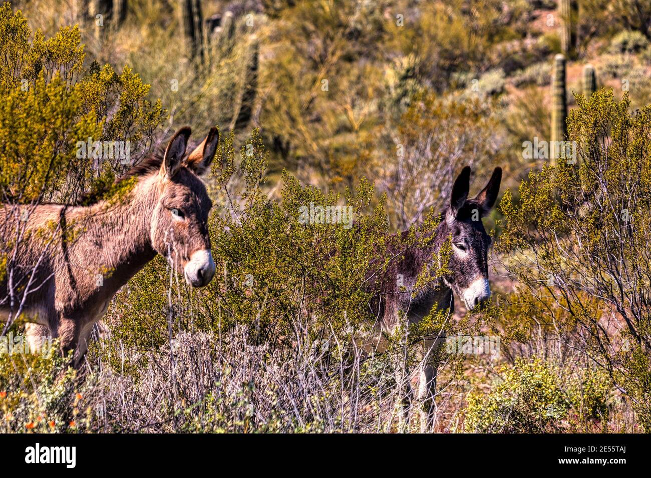 Wild burros in the Sonoran Desert near Phoenix, Arizona Stock Photo