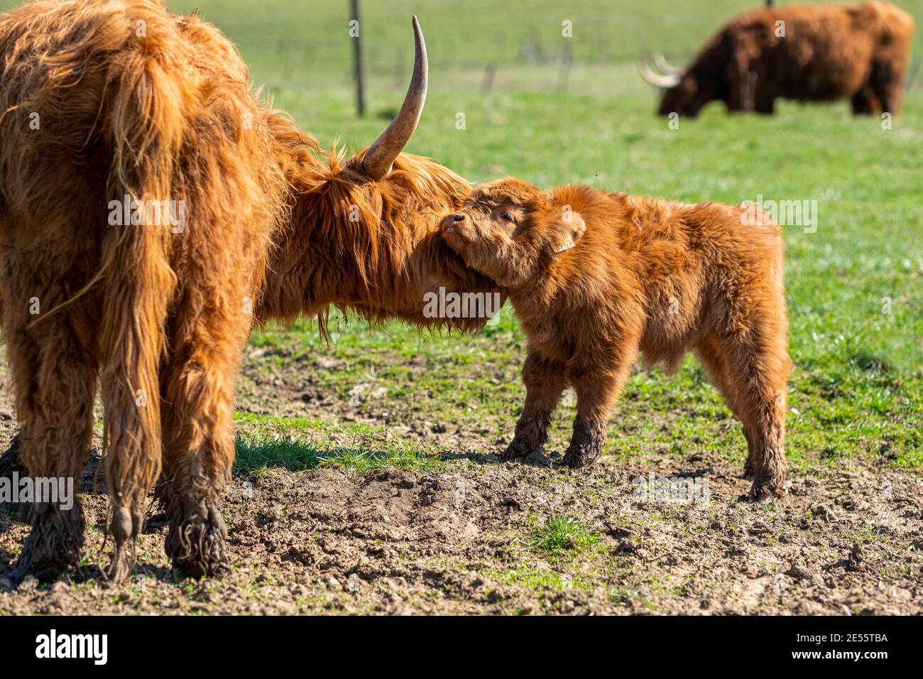 A beautiful moment between a calf and its mother Stock Photo - Alamy