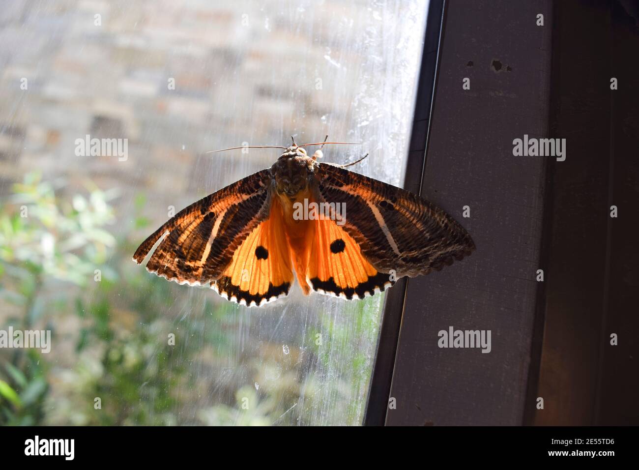Eudocima materna Indian butterfly , Eudocima apta orange moth butterfly. nocturnal orange butterfly with black stripes and dots and white design patte Stock Photo