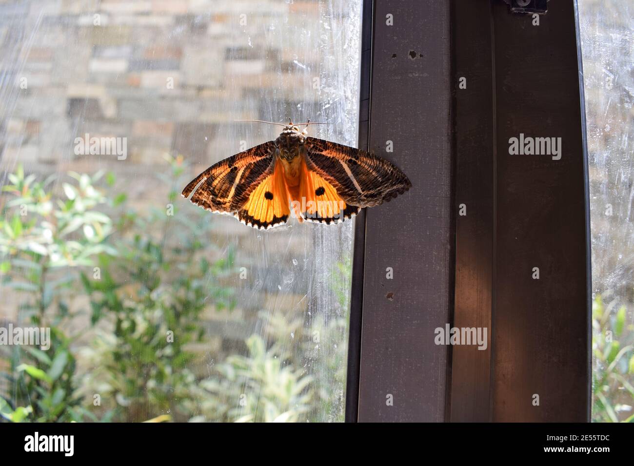 Eudocima materna Indian butterfly , Eudocima apta orange moth butterfly. nocturnal orange butterfly with black stripes and dots and white design patte Stock Photo