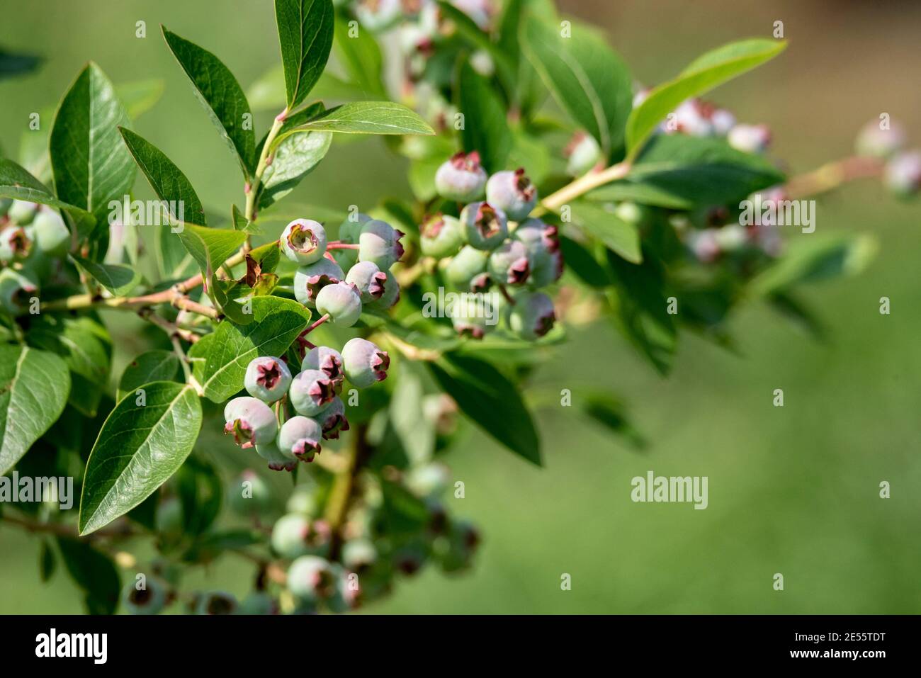 Folic acid and flower hires stock photography and images Alamy
