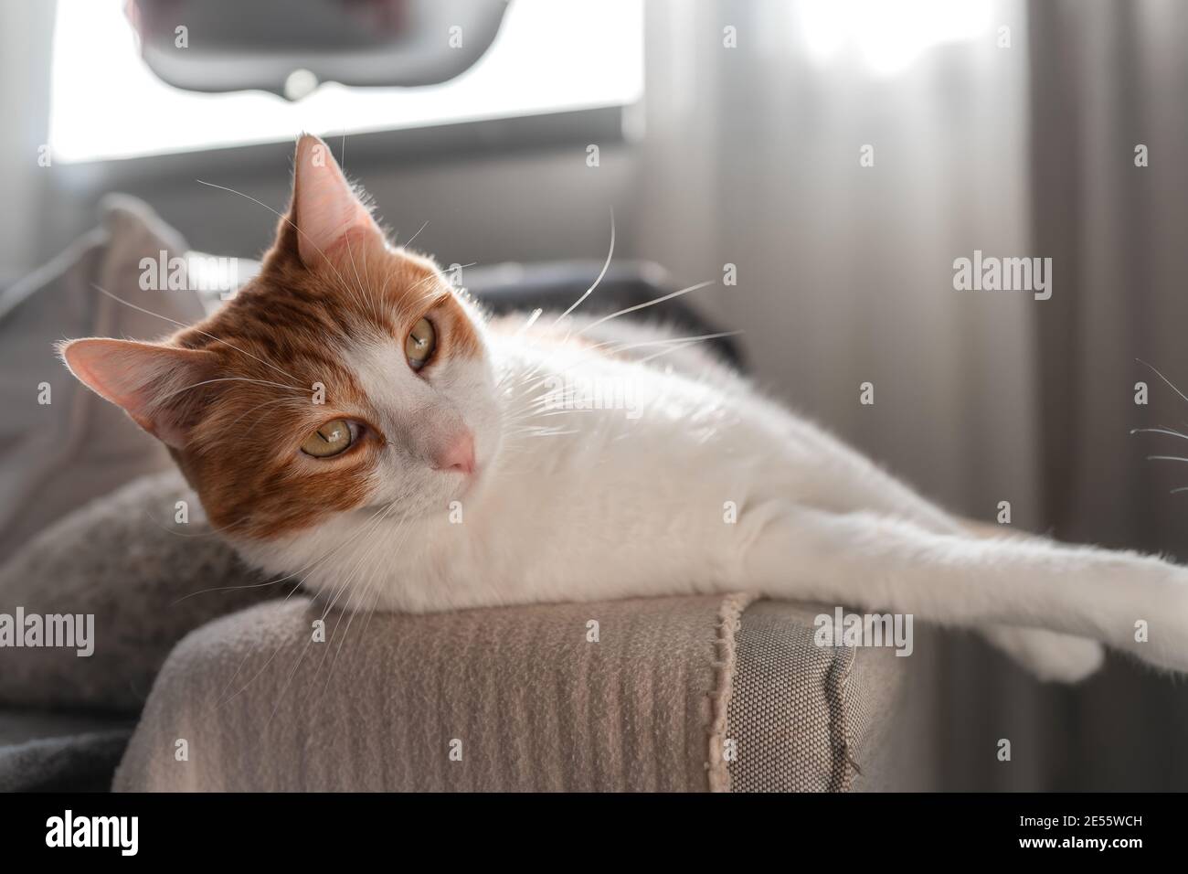 brown and white cat with yellow eyes lying comfortably on the sofa ...