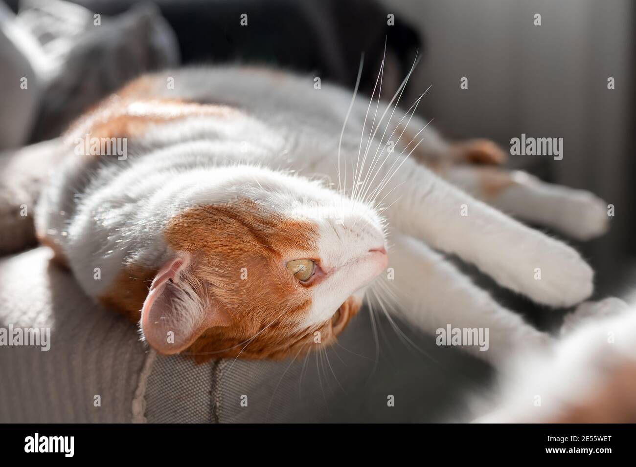 brown and white cat with yellow eyes lying comfortably on the sofa ...