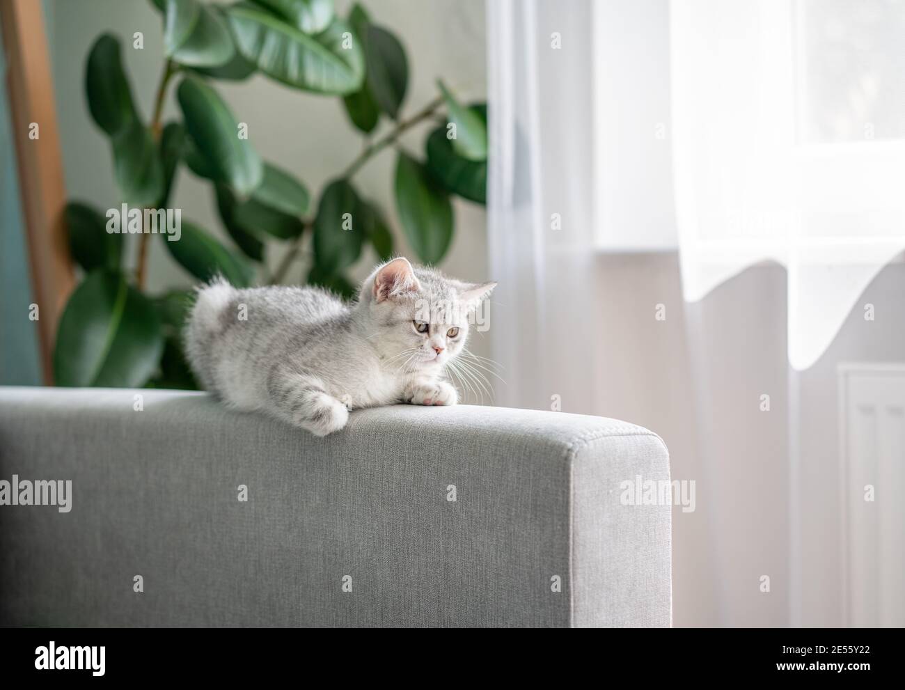 Cat sitting on back sofa hi-res stock photography and images - Alamy