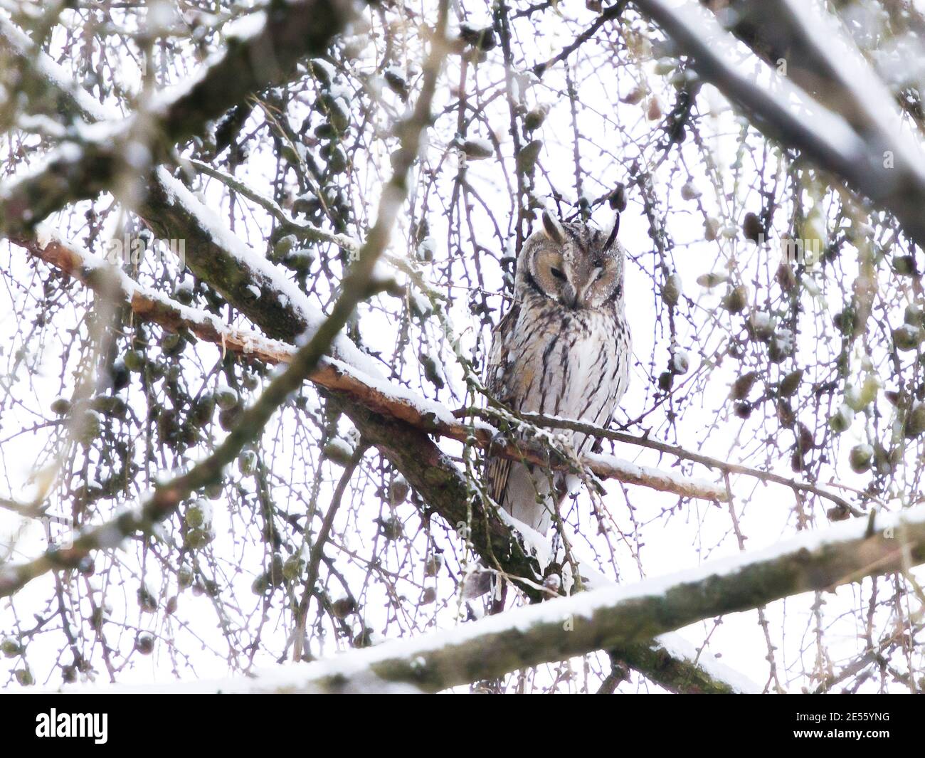owl in a tree in winter Stock Photo