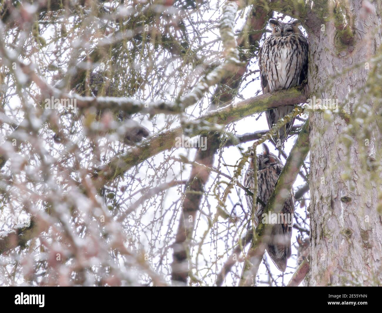 2 owls in a tree in winter Stock Photo
