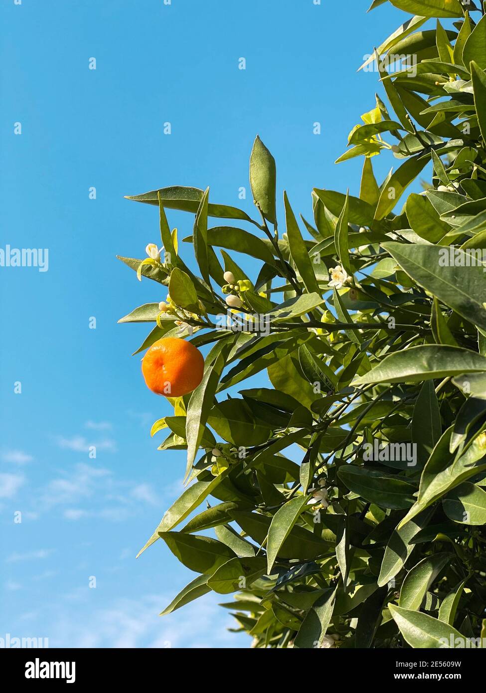 Mandarin on a blossoming tree. Branch with fruit of tangerine tree against the background of the sky. Stock Photo