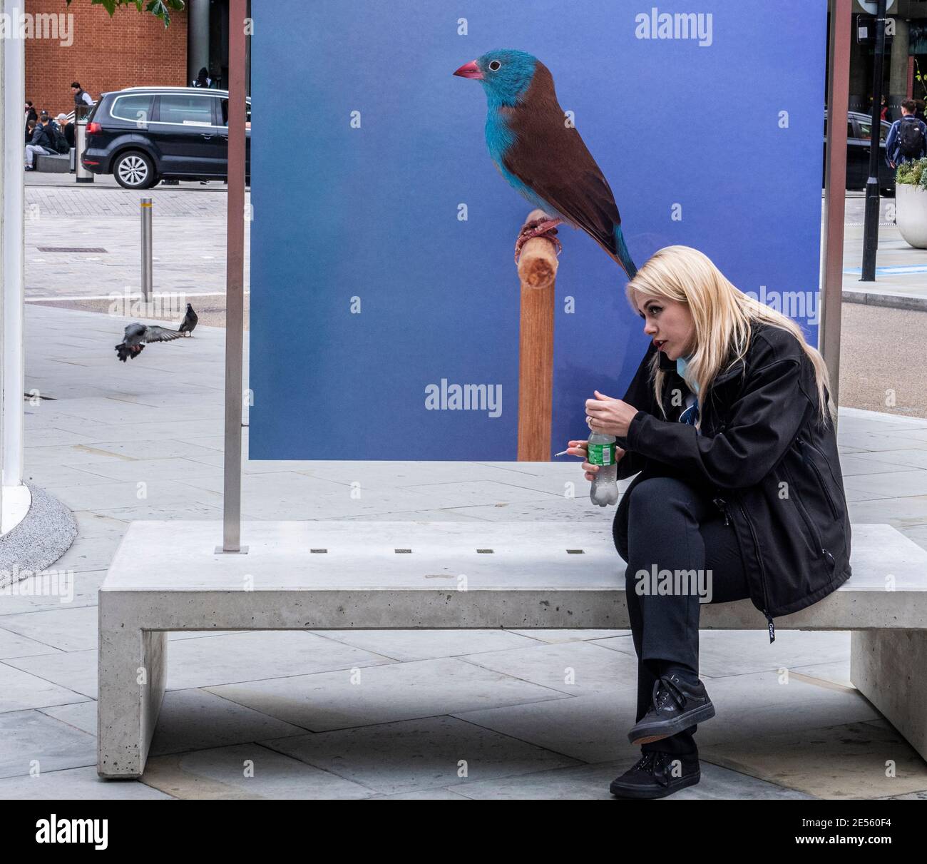 Young woman sitting on bench using phone with picture of bird behind her near Kings Cross. Stock Photo