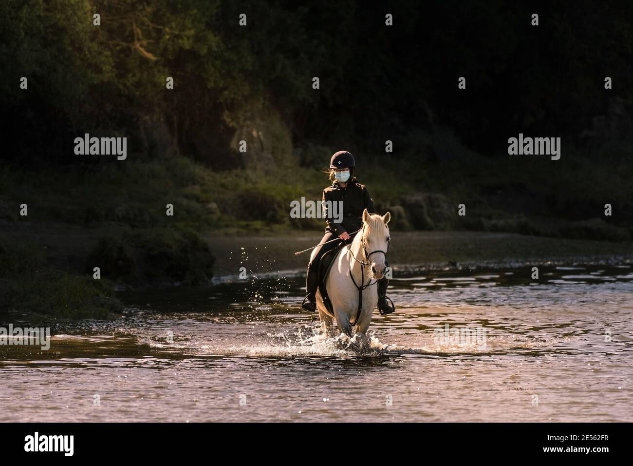 A lone horse rider wearing a mask against Covid-19 riding along the Gannel River in the evening sunlight in Newquay in Cornwall. Stock Photo