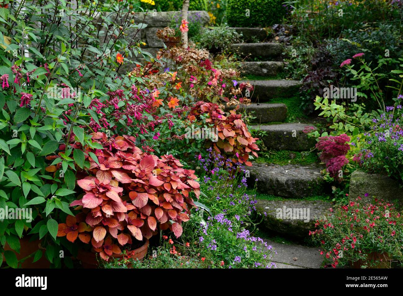 Coleus Campfire,Solenostemon scutellarioides Campfire,dahlia,salvia love and wishes,flowers,steps,path,orange,rust,leaves,foliage,pots,containers,terr Stock Photo