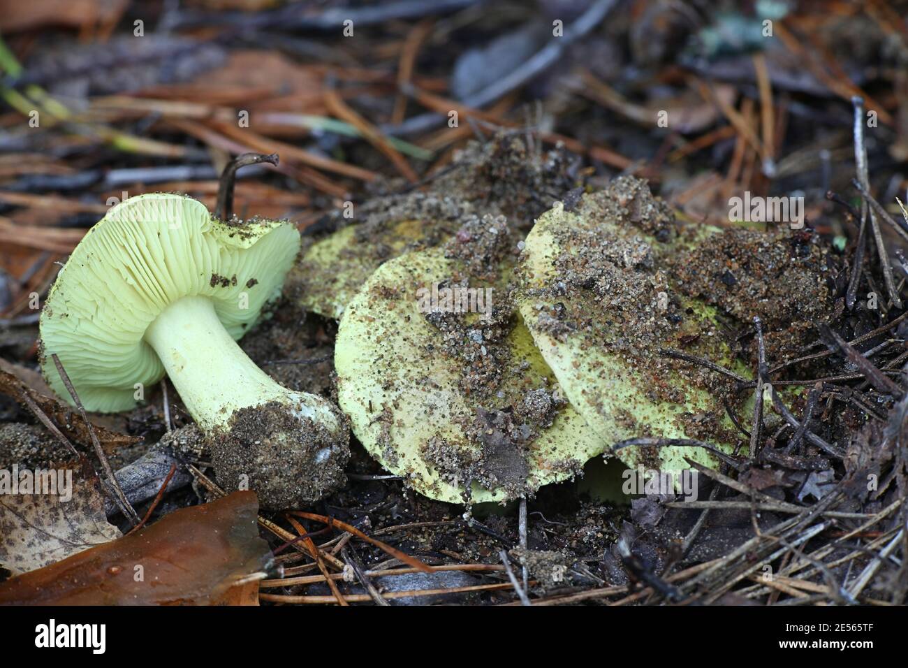 Tricholoma equestre, known as man on horseback or yellow knight, wild fungus from Finland Stock Photo