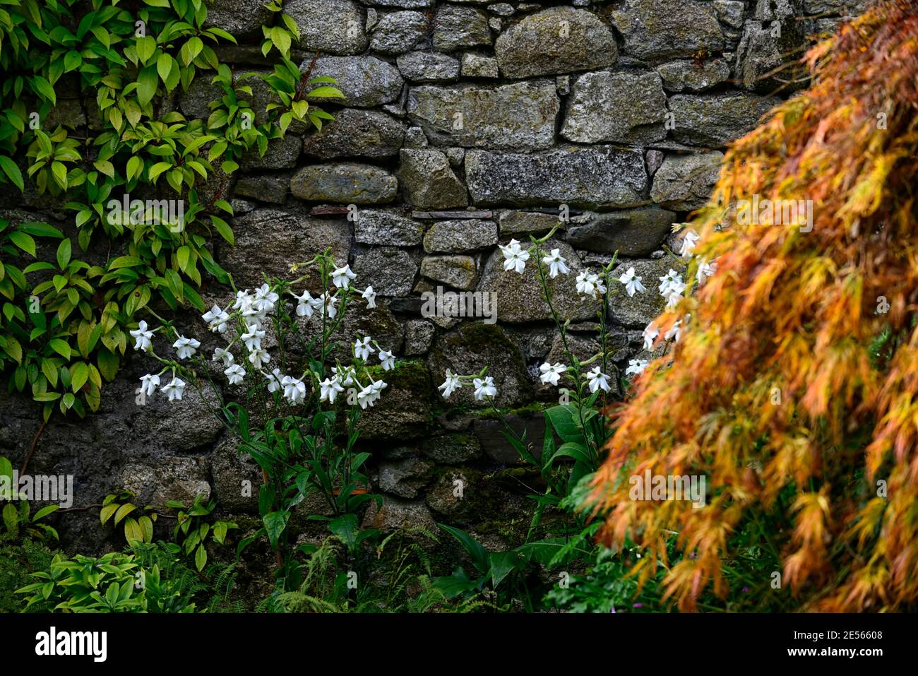 Nicotiana x sanderae Fragrant Cloud,white flowers,flowering,scented,Acer palmatum var dissectum,autumn leaves,autumn foliage,turn,turning,change, Stock Photo