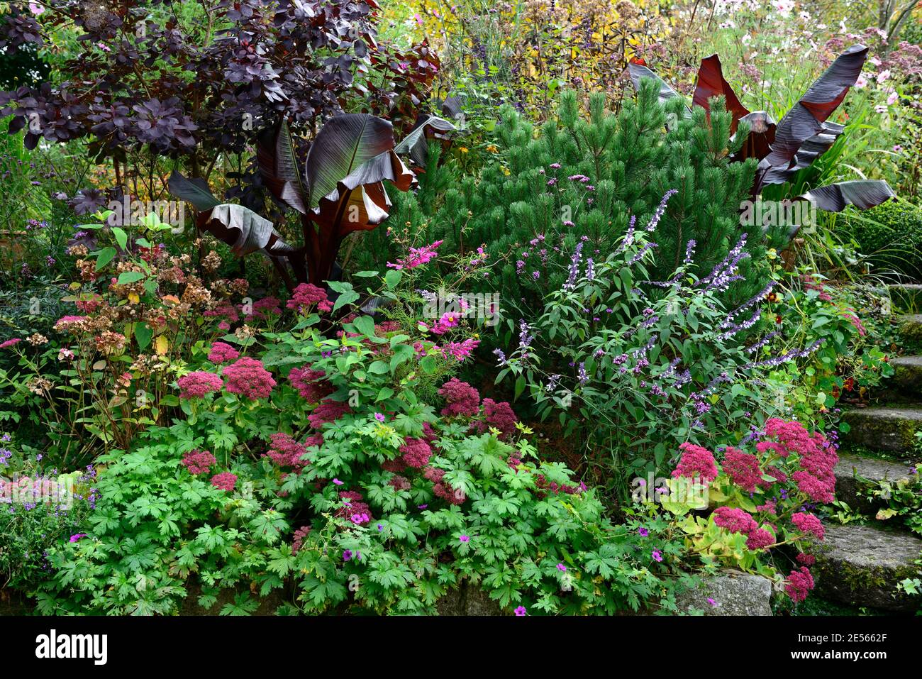 Hylotelephium Herbstfreude,sedum Herbstfreude,sedum Sedum Autumn Joy,Salvia Phyllis Fancy,ensete ventricosum maurelii,Red Abyssinian Banana,leaves,fol Stock Photo