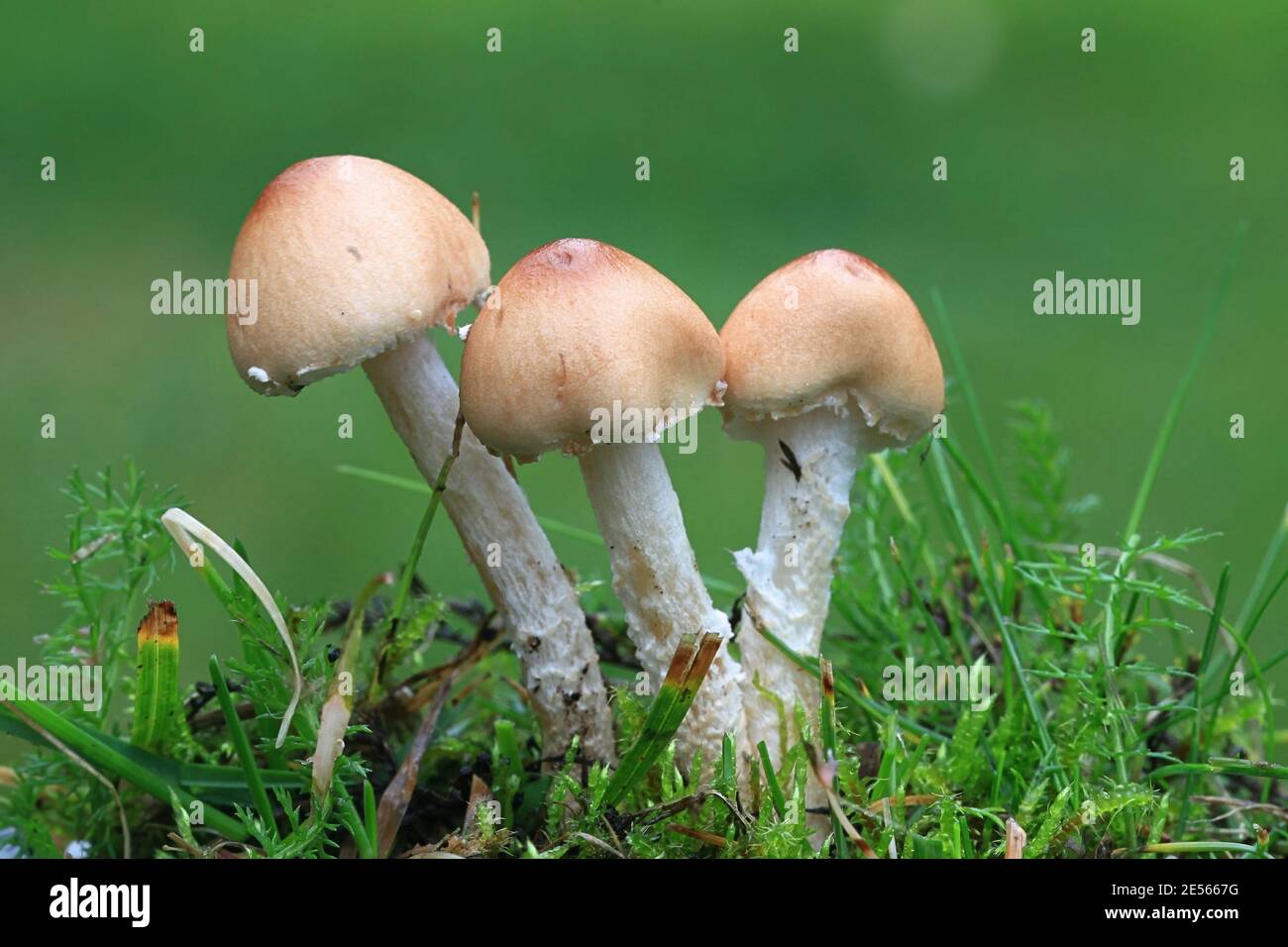 Lepiota oreadiformis, a dapperling mushroom from Finland with no common english name Stock Photo