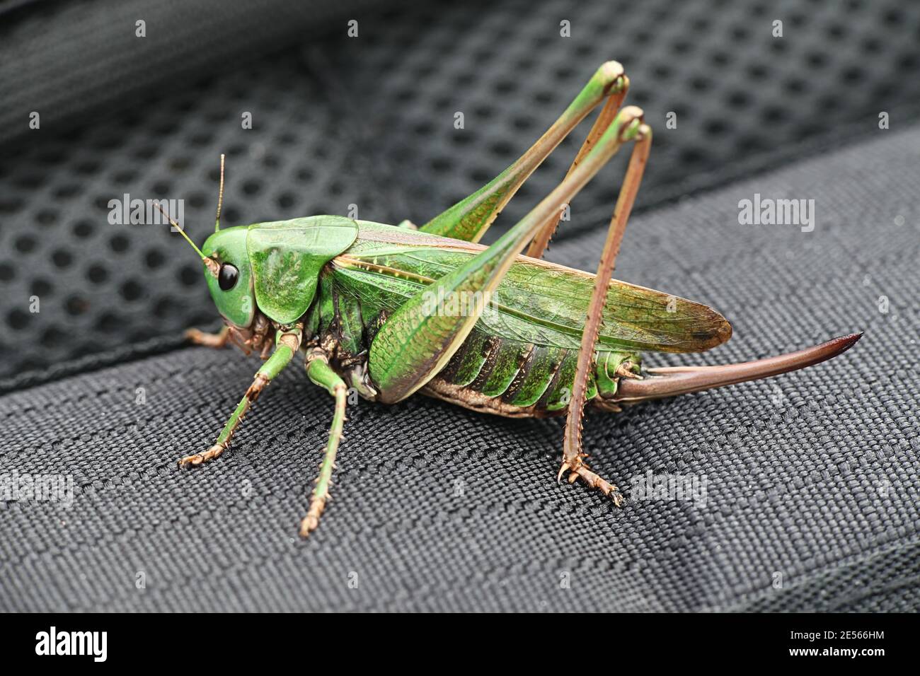 Decticus verrucivorus, a bush-cricket known as the wartbiter Stock Photo