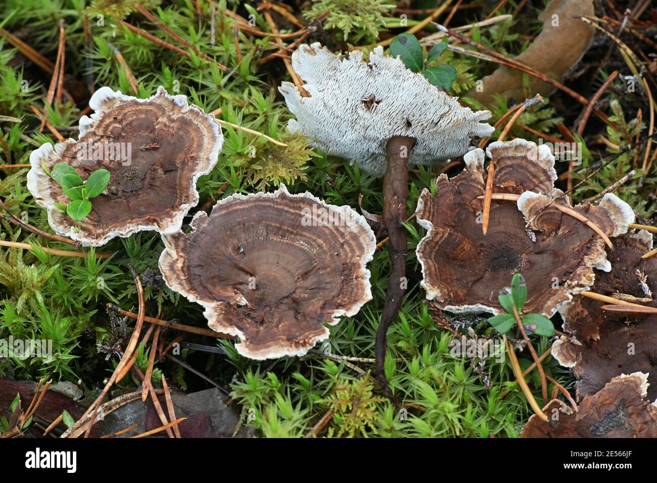 Phellodon connatus, also known as Phellodon melaleucus, commonly called grey tooth, wild fungus from Finland Stock Photo