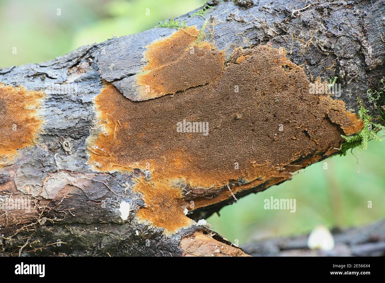 Tomentella crinalis, also called Odontia crinalis, a toothed crust fungus from Finland with no common english name Stock Photo