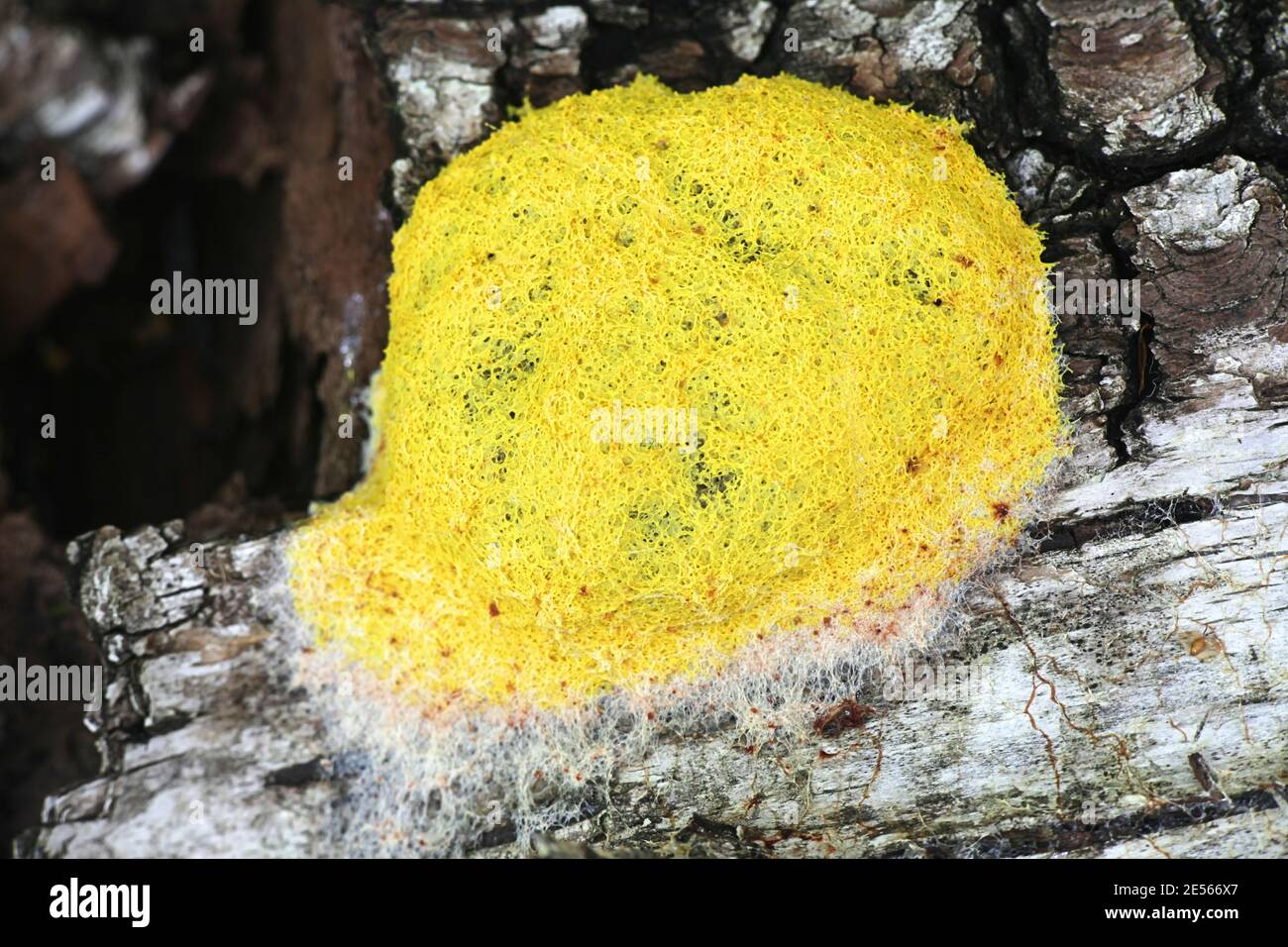 Fuligo septica, a slime mold known as the dog vomit slime mold