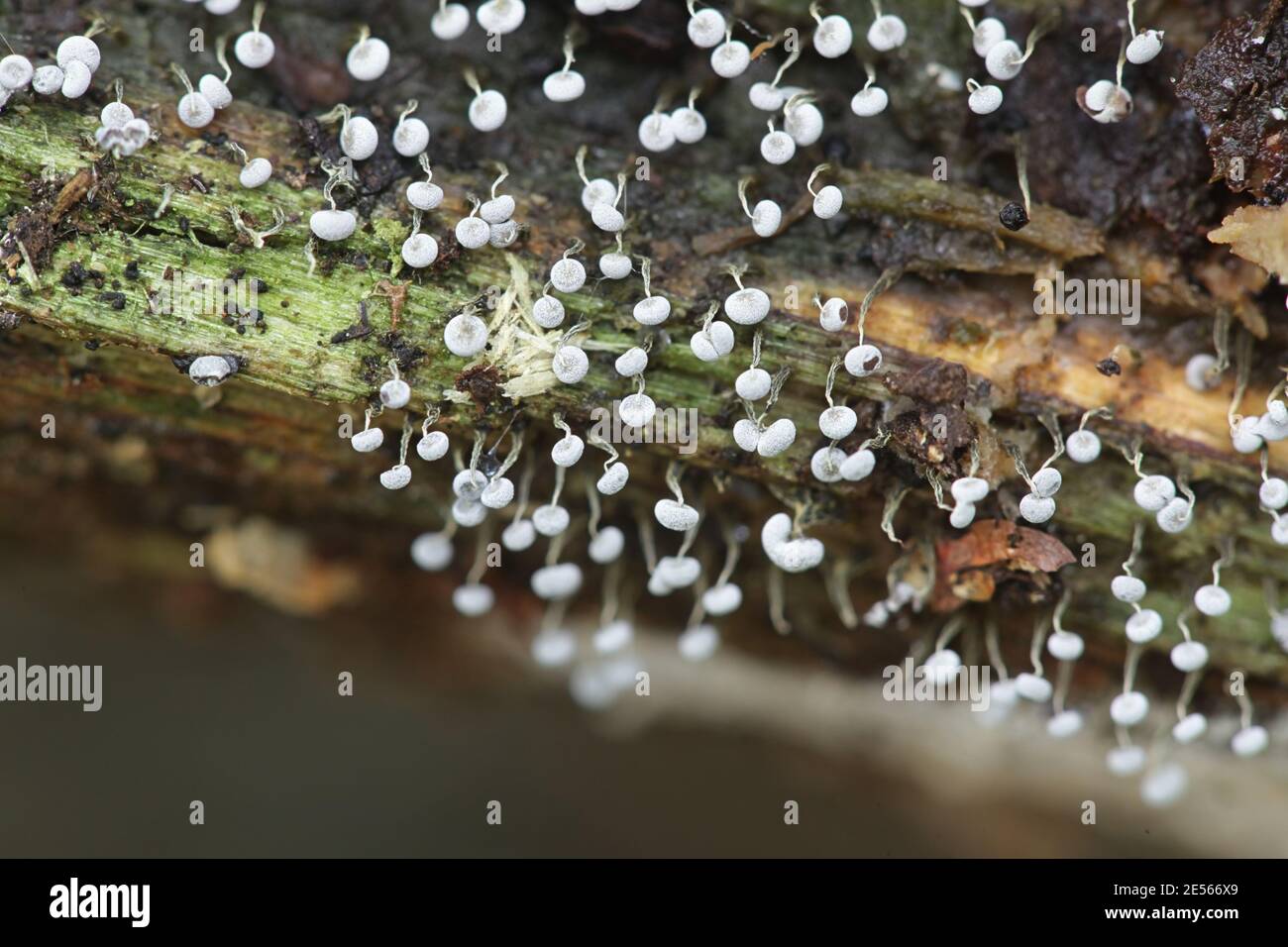 Physarum album, also called Physarum nutans, a slime mold of the order Physarales from Finland Stock Photo