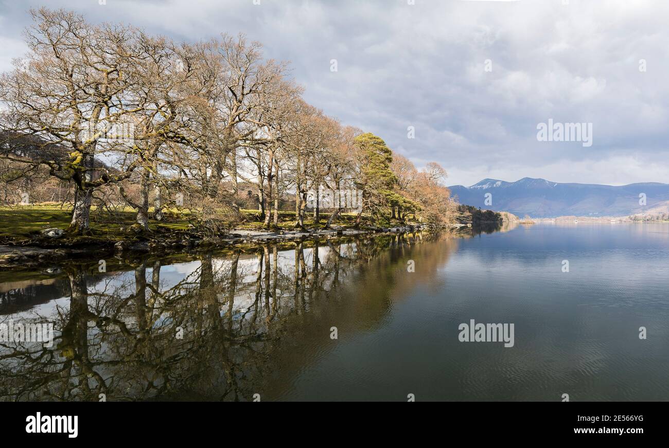 Panorama of trees lining the waters edge of Derwent Water. Stock Photo