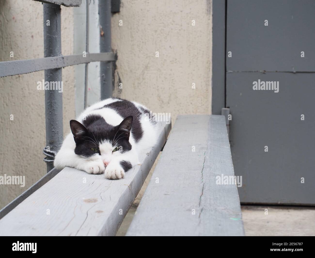 Black and white cat lies on gray wooden bench near the house Stock ...
