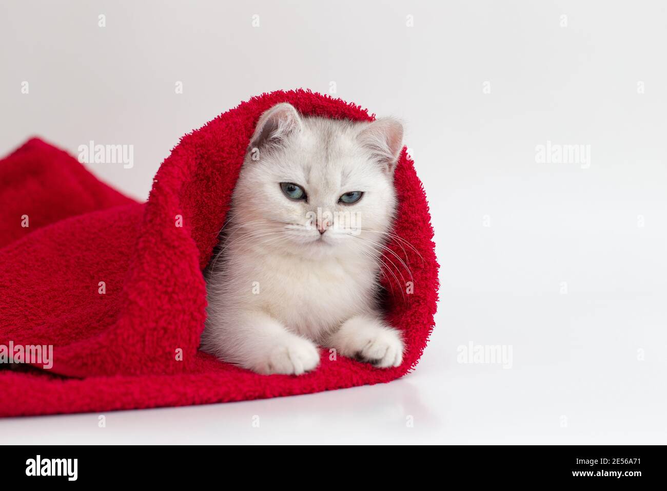 One white cat lies in a red towel on a white background Stock Photo