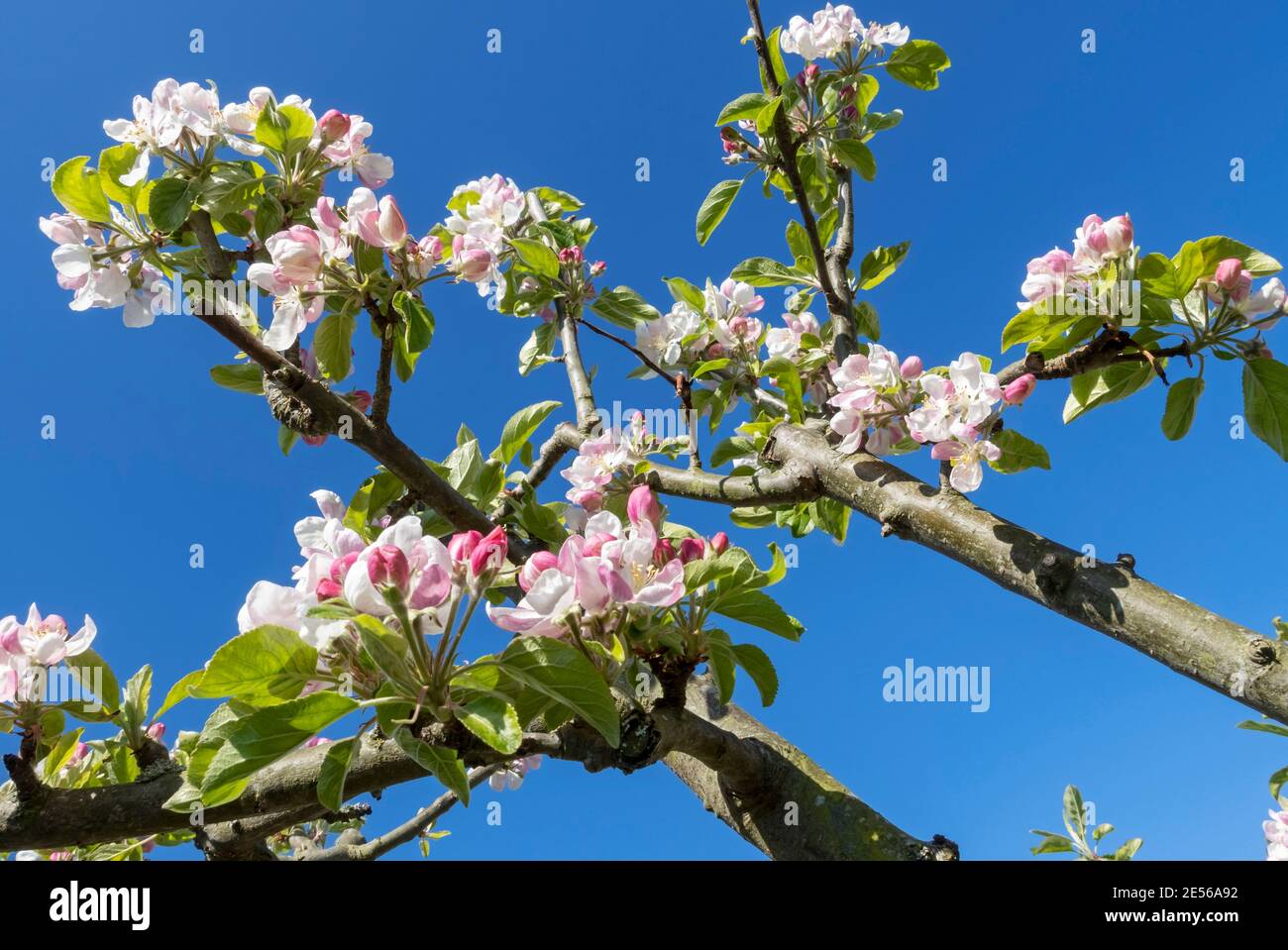 Close up of pink blossom flowers on an apple tree in spring against a bright blue sky. Stock Photo