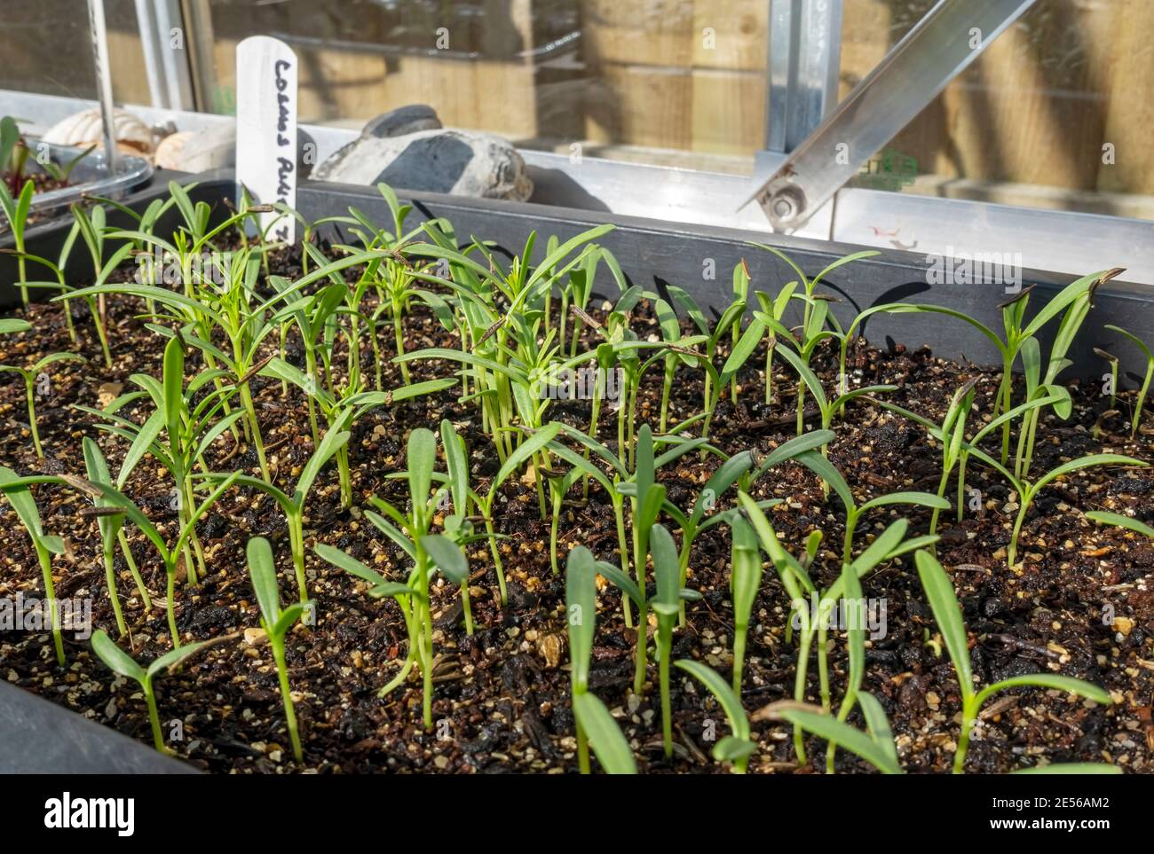 Close up of trays of flower seedlings Cosmos Purity growing in the greenhouse in spring. Stock Photo
