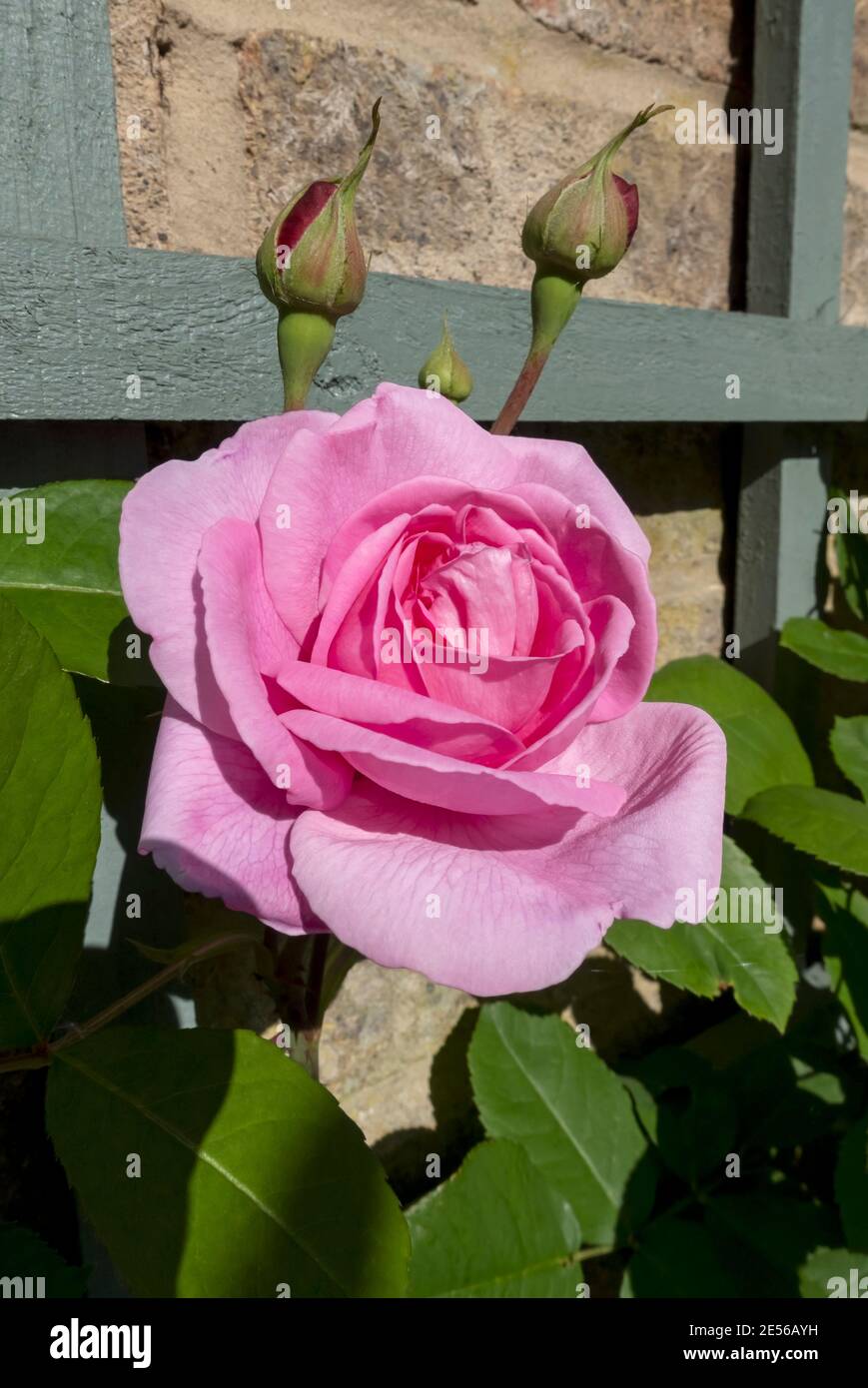 Close up of a pink rose 'Gertrude Jekyll' flower in the garden in summer. Stock Photo