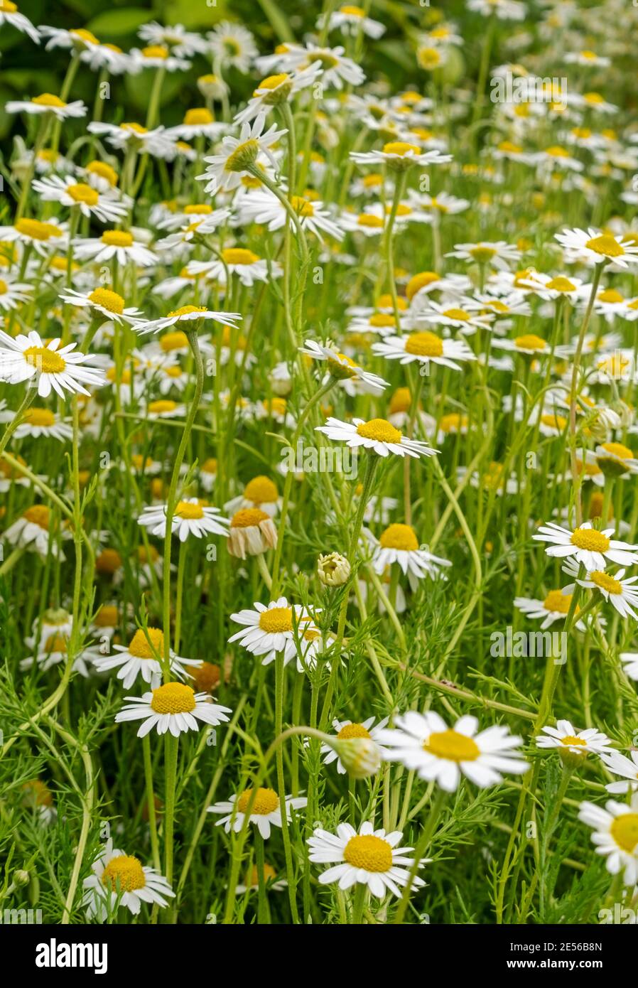 Close up of white camomile daisy flowers in a summer meadow. Stock Photo