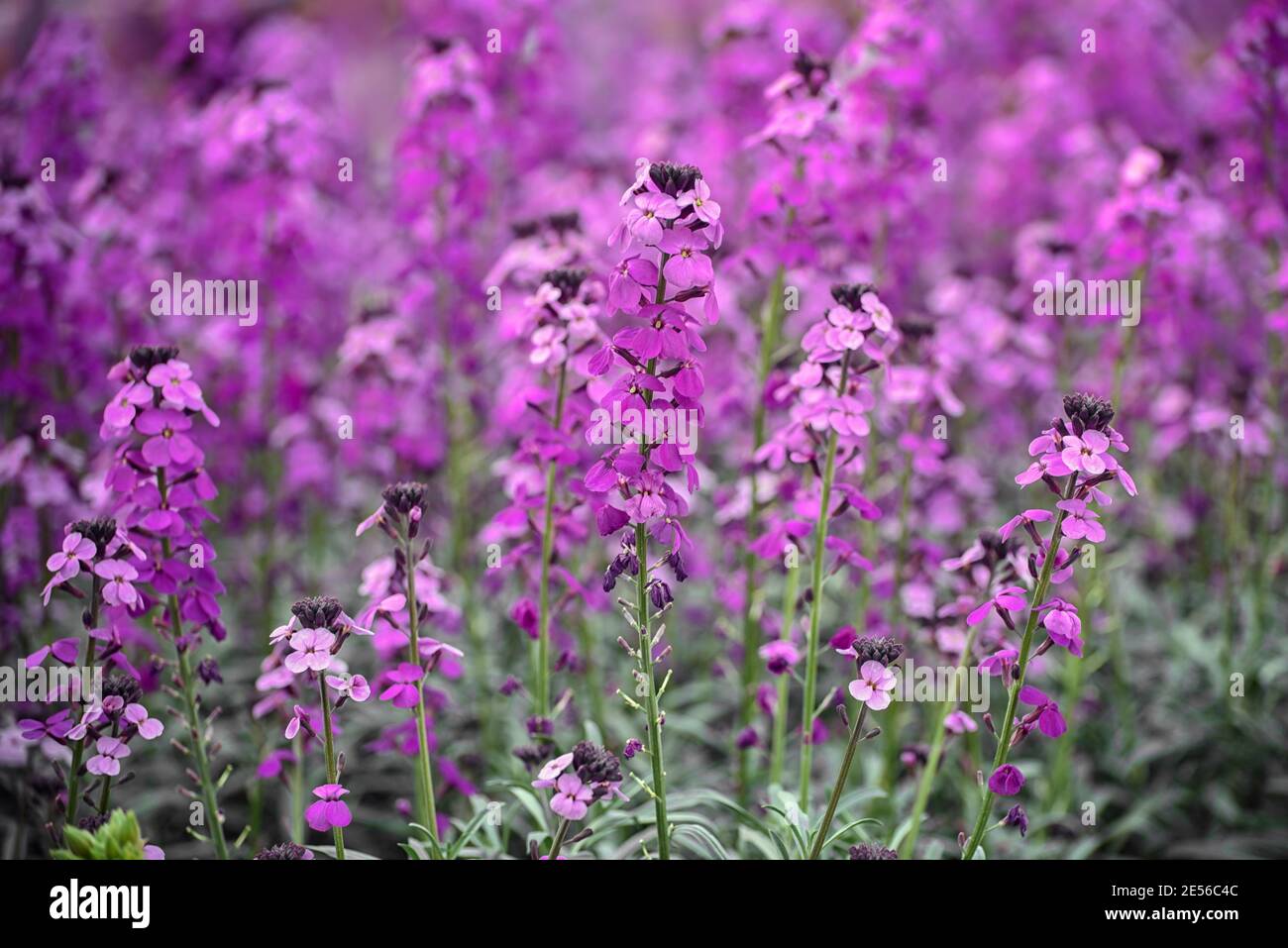 Erysimum, wallflower, a genus of flowering plants in the cabbage family. Concept My garden. Close up Stock Photo