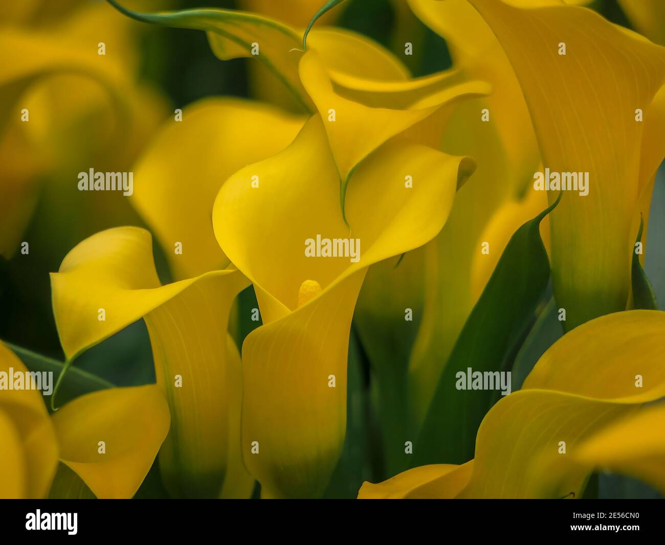 Red and yellow calla lilies hi-res stock photography and images - Alamy