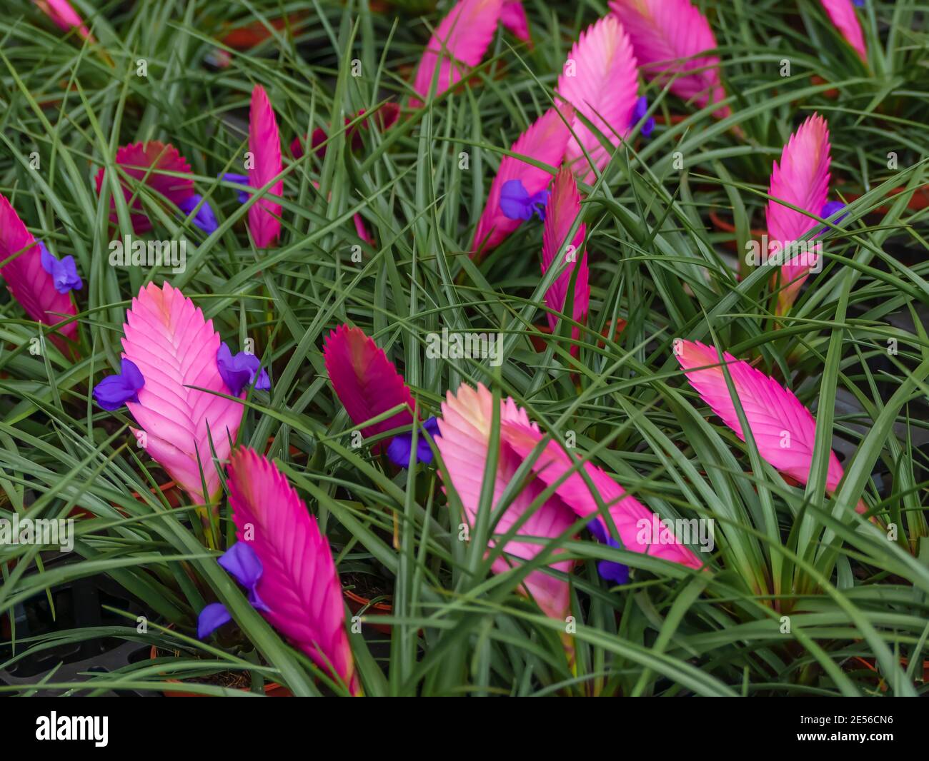 Tillandsia, Pink Quill Plant, Tillandsia cyanea, Tillandsia lindenii. Evergreen, perennial flowering plant in the family Bromeliaceae. Close up. Conce Stock Photo